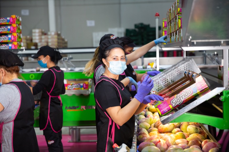 Workers sorting and packing fresh mangoes on a packhouse line
